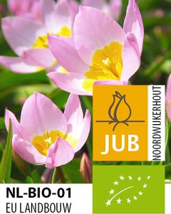 BIO Tulipa bakeri Lilac Wonder